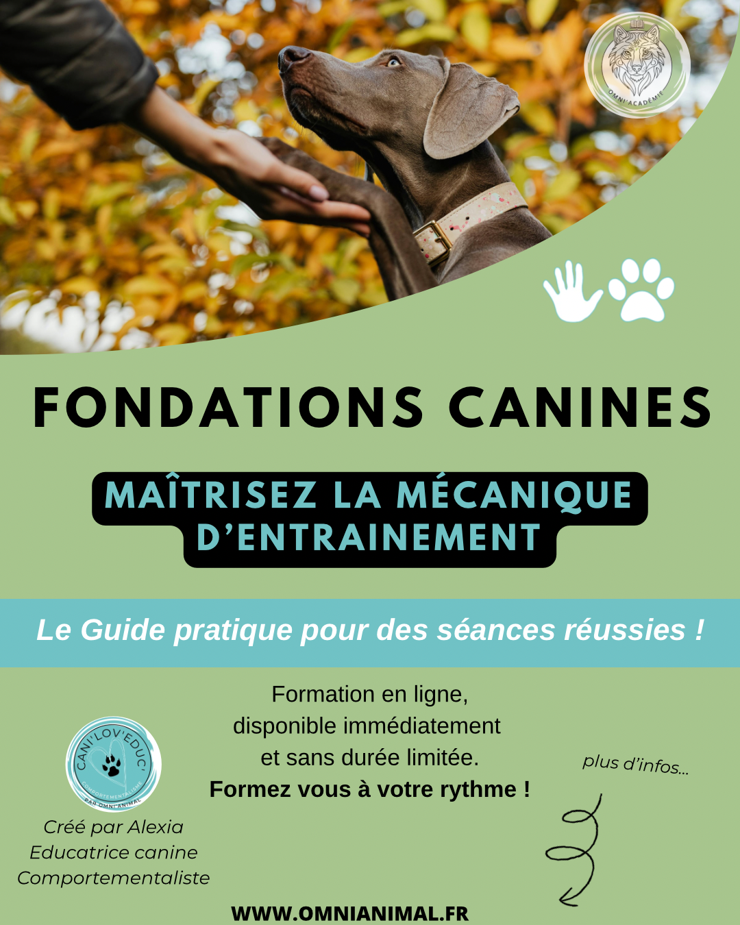 Fondations Canines : Le Guide pratique pour des séances réussies !