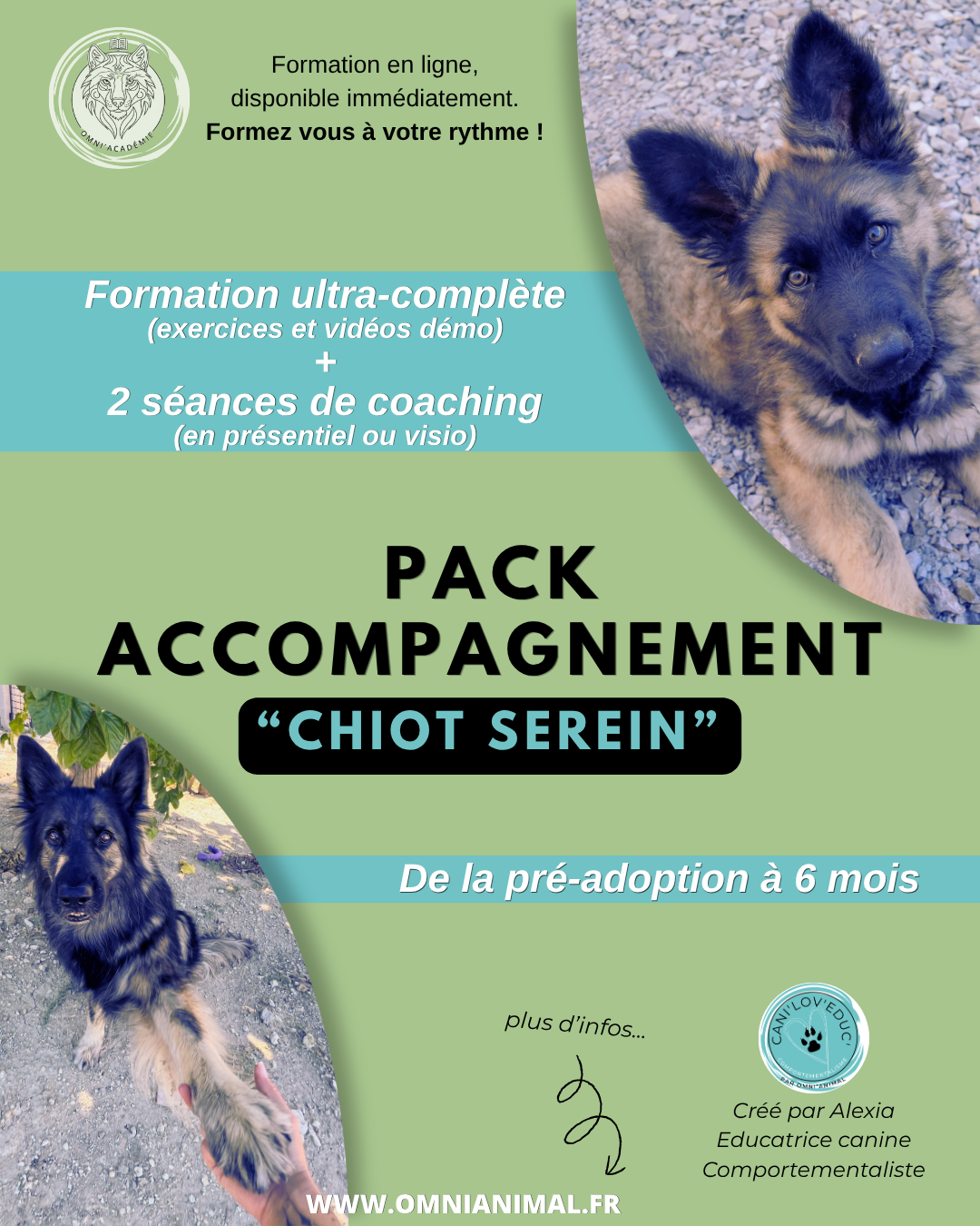 Formation en ligne "Chiot Serein" : Accompagnement de la pré-adoption aux 6 mois